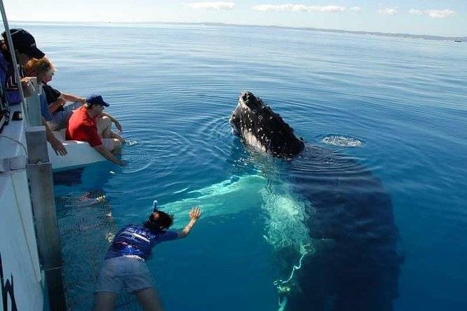 a group of people watching a humpback whale from a boat.